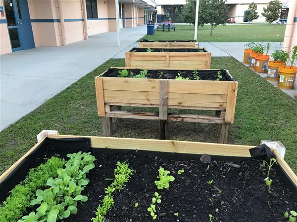 vegetable garden